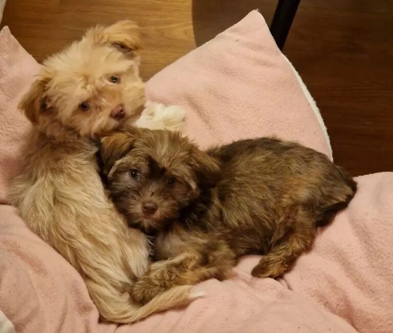 Matteo – Ein besonderer Bolonka Rüde sucht seine Familie mit Deckvereinbarung