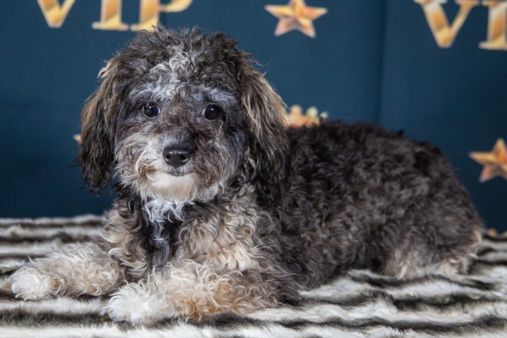 Bolonka Zwetna Mutter Alex