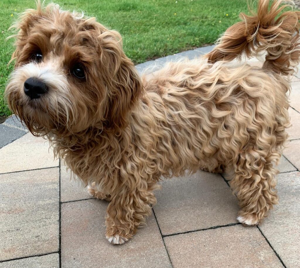 Deckrüde Dobby vom Tulpengarten