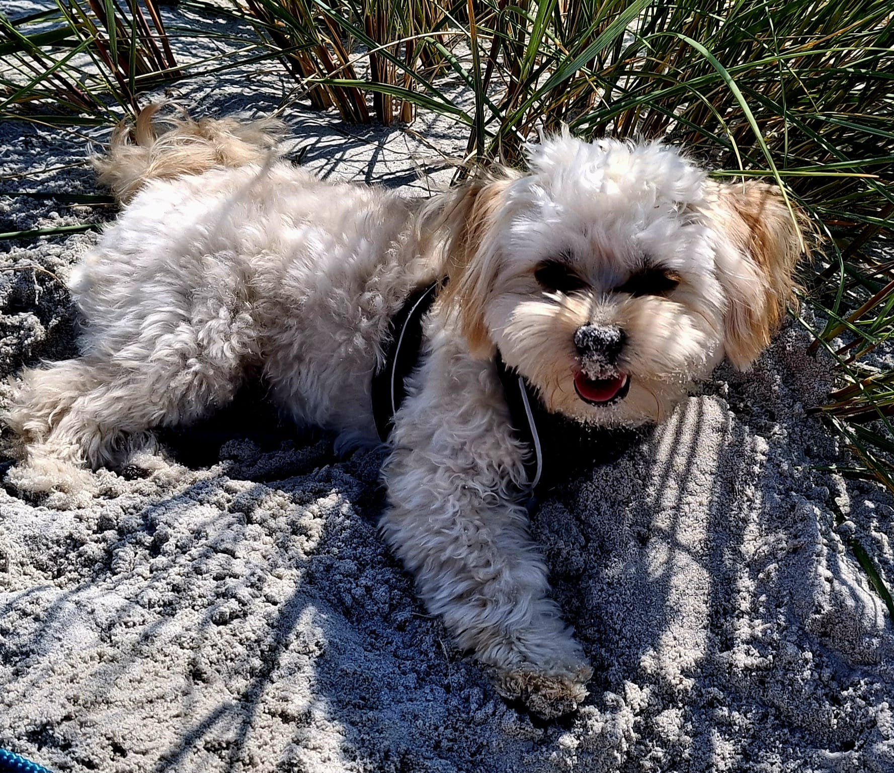 Deckrüde Goethe vom Alsbachtal